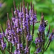 Blue Vervain